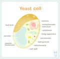 Yeast cell scheme for biological lessons art design stock vector illustration
